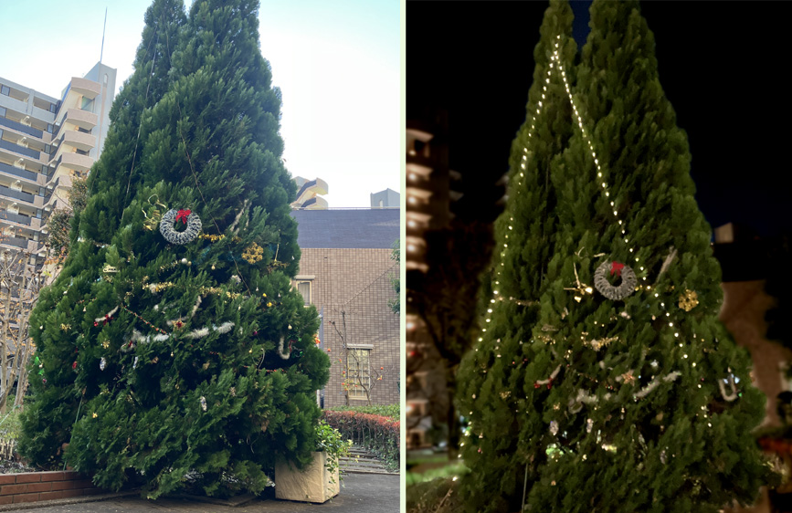 写真：植替え前の様子