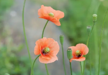 ナガミヒナゲシ