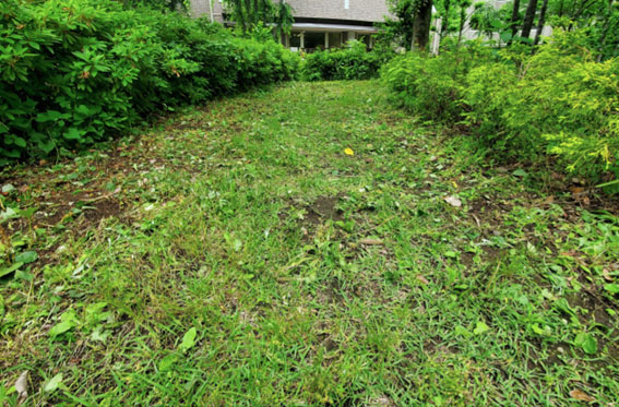 写真:草取り後のようす