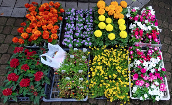 写真:植え替え-購入した花たち