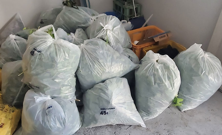 写真:草取りのようす