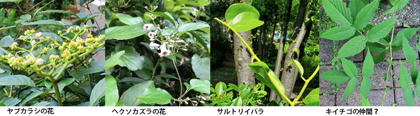 写真:草取りのようす