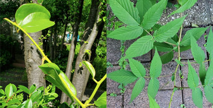 写真：トゲのあるツル性植物