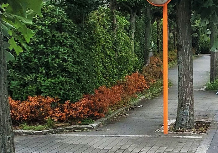 写真:サツキのようす