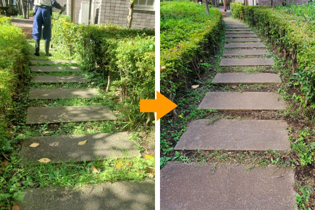 写真：草刈り前後