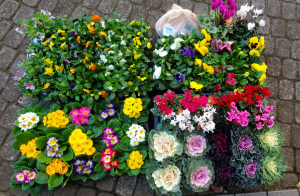 写真:植え替え-購入した花